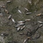 El calor extremo y la contaminación matan a cientos de peces en un lago de India