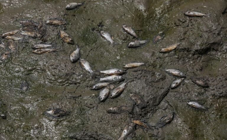 El calor extremo y la contaminación matan a cientos de peces en un lago de India