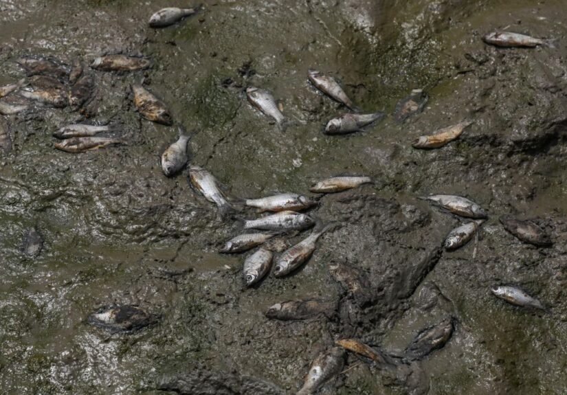 El calor extremo y la contaminación matan a cientos de peces en un lago de India