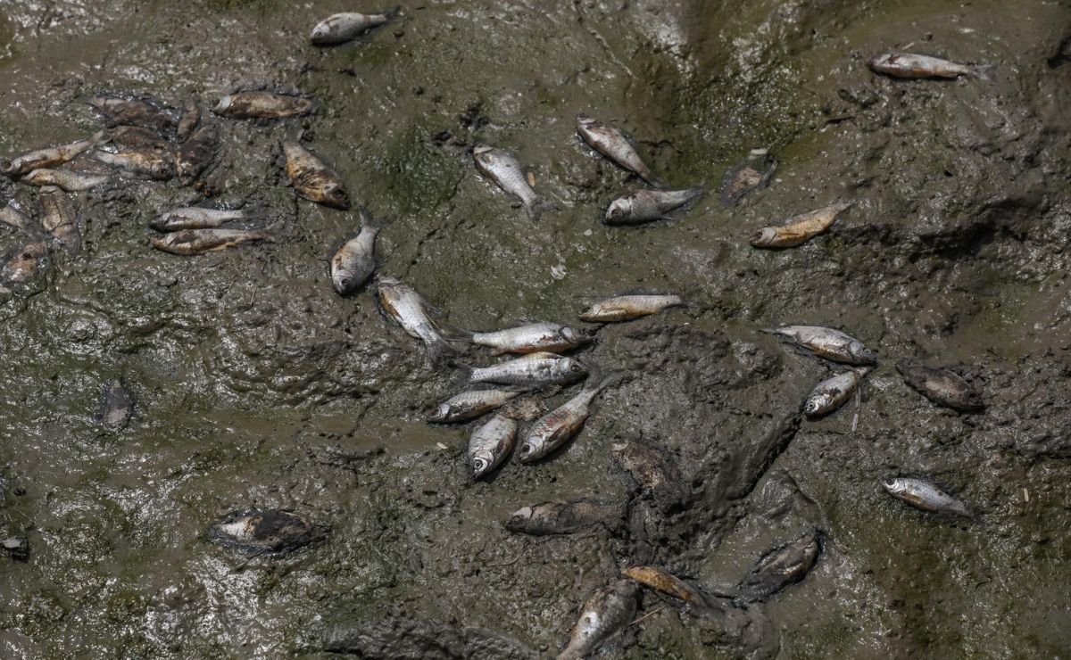 El calor extremo y la contaminación matan a cientos de peces en un lago de India