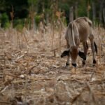 ONU alerta que ‘El Niño’ aumenta la inseguridad alimentaria en América Latina y el Caribe