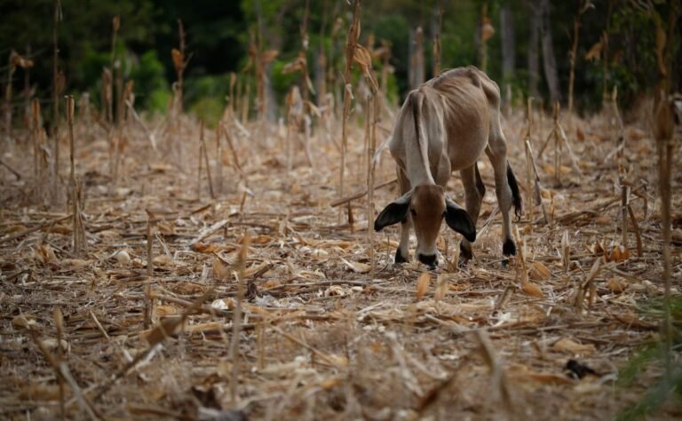ONU alerta que ‘El Niño’ aumenta la inseguridad alimentaria en América Latina y el Caribe
