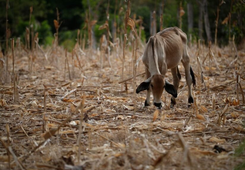 ONU alerta que ‘El Niño’ aumenta la inseguridad alimentaria en América Latina y el Caribe